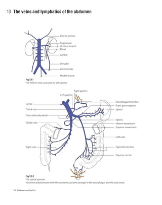 34 Abdomen and pelvis
13 The veins and lymphatics of the abdomen
Fig.13.1
The inferior vena cava and its tributaries
Fig.13.2
The portal system.
Note the anastomoses with the systemic system (orange) in the oesophagus and the anal canal
Inferior phrenic
Suprarenal
Ureteric branch
Renal
Lumbar
Median sacral
Common iliac
Gonadal
Pancreaticoduodenal
Right colic
Middle colic
Cystic
Oesophageal branches
Right gastric
Left gastric
Right gastroepiploic
Spleen
Splenic
Inferior mesenteric
Superior mesenteric
Left colic
Sigmoid branches
Superior rectal
Portal vein
 