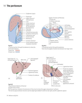 36 Abdomen and pelvis
14 The peritoneum
Fig.14.1
A vertical section through the abdomen to show the
peritoneal relations.
Lesser sac
Greater sac
Fig.14.2
A horizontal section through the abdomen.
Note how the epiploic foramen lies between two major veins
Fig.14.3
The peritoneal relations of the liver
(a) Seen from in front
(b) The same liver rotated in the direction of the arrow to show the upper and posterior surfaces.
The narrow spaces between the liver and the diaphragm labelled A and B are the right and left subphrenic spaces
Upper recess of
omental bursa
Diaphragm
Transverse mesocolon
Small intestine
Mesentery
Liver
Epiploic foramen
(in the distance)
Greater omentum
Subphrenic space
Epiploic foramen (of Winslow)
Aorta
Left kidney
Splenic artery
Lienorenal ligament
Spleen
Short gastric
vessels
Gastrosplenic
ligament
Stomach
Lesser omentum
Duodenum (third part)
Transverse colon
Fusion between layers
of greater omentum
Lesser omentum
Pancreas
Stomach
Omental bursa
Portal vein
Inferior vena cava
Hepatic artery
Common bile duct
Liver
(a) (b)
Peritoneum
covering
caudate lobe
Lower layer of
coronary ligament
Right
triangular
ligament
Left triangular
ligament
Inferior vena cava
Upper layer of
coronary ligamentUpper layer of
coronary ligament Bare area
Falciform ligament
Gall bladder
Ligamentum teres
Position of umbilicus
Ligamentum teres
Portal vein, hepatic
artery and bile duct
in free edge of lesser
omentum leading to
porta hepatis
Cut edge of lesser
omentum
A
B
Fissure for
ligamentum venosum
Left triangular
ligament
Fundus of
gall bladder
 