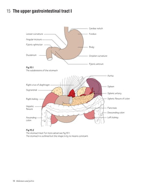 38 Abdomen and pelvis
15 The upper gastrointestinal tract I
Fig.15.1
The subdivisions of the stomach
Fig.15.2
The stomach bed. For more detail see fig.19.1.
The stomach is outlined but the shape is by no means constant
Duodenum
Right crus of diaphragm
Suprarenal
Pyloric sphincter
Angular incisure
Lesser curvature
Cardiac notch
Fundus
Body
Greater curvature
Pyloric antrum
Right kidney
Spleen
Aorta
Splenic artery
Splenic flexure of colon
Pancreas
Left kidney
Descending colon
Hepatic
flexure
Ascending
colon
 