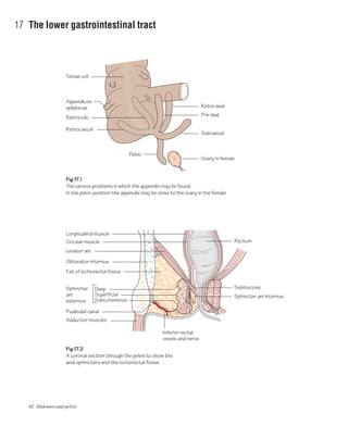 42 Abdomen and pelvis
17 The lower gastrointestinal tract
Teniae coli
Fig.17.2
A coronal section through the pelvis to show the
anal sphincters and the ischiorectal fossa
Fig.17.1
The various positions in which the appendix may be found.
In the pelvic position the appendix may be close to the ovary in the female
Appendices
epiploicae
Retrocaecal
Pelvic
Subcaecal
Ovary in female
Rectum
Longitudinal muscle
Submucosa
Sphincter ani internus
Pre-ileal
Retro-ileal
Retrocolic
Circular muscle
Levator ani
Obturator internus
Fat of ischiorectal fossa
Sphincter
ani
externus
Deep
Superficial
Subcutaneous
Pudendal canal
Adductor muscles
Inferior rectal
vesels and nerve
 