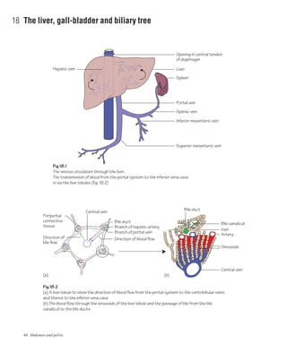 44 Abdomen and pelvis
18 The liver, gall-bladder and biliary tree
Fig.18.1
The venous circulation through the liver.
The transmission of blood from the portal system to the inferior vena cava
is via the liver lobules (fig. 18.2)
Fig.18.2
(a) A liver lobule to show the direction of blood flow from the portal system to the centrilobular veins
and thence to the inferior vena cava
(b) The blood flow through the sinusoids of the liver lobule and the passage of bile from the bile
canaliculi to the bile ducts
Opening in central tendon
of diaphragm
Portal vein
Liver
Spleen
Splenic vein
Bile canaliculiBile duct
Branch of hepatic artery
Branch of portal vein
Periportal
connective
tissue
Direction of
bile flow
Bile duct
Inferior mesenteric vein
Superior mesenteric vein
(a) (b)
Hepatic vein
Direction of blood flow
Artery
Sinusoids
Vein
Central vein
Central vein
 