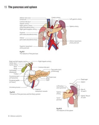 46 Abdomen and pelvis
19 The pancreas and spleen
Fig.19.1
The relations of the pancreas
Fig.19.2
The ducts of the pancreas and the biliary system
Fig.19.3
The relations of the spleen
Inferior vena cava
Right and left hepatic ducts
Right gastroepiploic artery
Superior
pancreaticoduodenal artery
Inferior
pancreaticoduodenal artery
Superior mesenteric
artery and vein
Portal vein
Common bile duct
Hepatic artery
Right gastric artery
Gastroduodenal artery
Left gastric artery
Coeliac artery
Splenic artery
Inferior mesenteric
artery and vein
Cystic duct
Right hepatic artery
Pancreatic duct
(of Wirsung)
Tail of pancreas
Body
Neck
Superior
mesenteric vessels
Common bile ductNeck
Body
Gall bladder
(displaced)
Uncinate process
Fundus
Duodenal papilla
(of Vater)
Accessory duct
(of Santorini)
Spleen
Diaphragm
Ribs 9,
10 and 11Splenic
artery
Tail of
pacreas
Left kidney
and suprarenal
Splenic flexure
of colon
Cystic artery
 