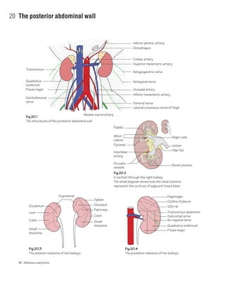 48 Abdomen and pelvis
20 The posterior abdominal wall
Fig.20.1
The structures of the posterior abdominal wall
Fig.20.2
A section through the right kidney.
The small diagram shows how the renal columns
represent the cortices of adjacent fused lobes
Fig.20.3
The anterior relations of the kidneys
Fig.20.4
The posterior relations of the kidneys
Inferior phrenic artery
Oesophagus
Coeliac artery
Superior mesenteric artery
Iliohypogastric nerve
Ilioinguinal nerve
Inferior mesenteric artery
Femoral nerve
Lateral cutaneous nerve of thigh
Quadratus
lumborum
Psoas major
Genitofemoral
nerve
Median sacral artery
Major calix
Gonadal artery
Outline of pleura
12th rib
Diaphragm
Ureter
Hilar fat
Renal columns
Arcuate
vessels
Interlobar
artery
Pyramid
Minor
calices
Papilla
Spleen
Suprarenal
Stomach
Pancreas
Colon
Liver
Colon
Small
intestine
Duodenum
Small
intestine
Transversus abdominis
Ilio-inguinal nerve
Quadratus lumborum
Psoas major
Subcostal nerve
Transversus
 