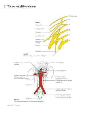 50 Abdomen and pelvis
21 The nerves of the abdomen
Fig.21.1
The lumbar plexus
Fig.21.2
The sympathetic system in the abdomen and pelvis
Nerves
T12 (subcostal)
L1
L2
L3
L4
L5Lateral
cutaneous
of thigh
Genitofemoral
Femoral
Obturator
Lumbosacral trunk
Ilioinguinal
Iliohypogastric
Subcostal
Coeliac ganglia
Suprarenal branch
Cut psoas major
Sympathetic trunk
Lumbar sympathetic ganglia
(usually 4)
Superior hypogastric plexus
(presacral nerves)
Pelvic sympathetic ganglia
Grey rami
Grey rami
Grey and white rami
(white rami on first
two lumbar nerves only)
Medial arcuate
ligament
Inferior hypogastric plexus
 