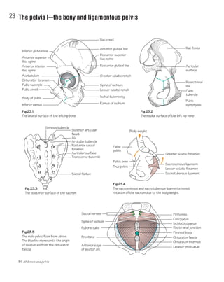 54 Abdomen and pelvis
23 The pelvis Icthe bony and ligamentous pelvis
Iliac crest
Anterior gluteal line
Posterior gluteal line
Greater sciatic notch
Lesser sciatic notch
Iliac fossa
Auricular
surface
Iliopectineal
line
Pubic
symphysis
Pubic
tubercle
Spine of ischium
Ischial tuberosity
Ramus of ischiumInferior ramus
Body of pubis
Pubic crest
Acetabulum
Anterior inferior
iliac spine
Anterior superior
iliac spine
Inferior gluteal line
Pubic tubercle
Obturator foramen
Transverse tubercle
Auricular surface
Posterior sacral
foramen
Posterior superior
iliac spine
Fig.23.1
The lateral surface of the left hip bone
Fig.23.3
The posterior surface of the sacrum
Fig.23.4
The sacrospinous and sacrotuberous ligaments resist
rotation of the sacrum due to the body weight
Fig.23.5
The male pelvic floor from above.
The blue line represents the origin
of levator ani from the obturator
fascia
Fig.23.2
The medial surface of the left hip bone
Sacral hiatus
Body weight
Greater sciatic foramen
Articular tubercle
Ala
Superior articular
facet
Spinous tubercle
Lesser sciatic foramen
Sacrospinous ligament
False
pelvis
Pelvic brim
True pelvis
Sacrotuberous ligament
Perineal body
Prostate Obturator fascia
Obturator internus
Levator prostatae
PiriformisSacral nerves
Spine of ischium
Puborectalis
Anterior edge
of levator ani
Coccygeus
Recto-anal junction
Ischiococcygeus
 