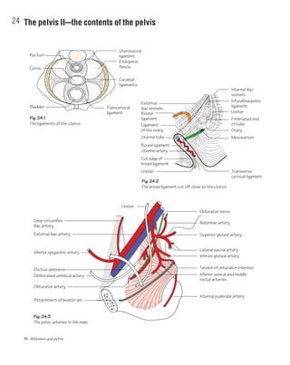 56 Abdomen and pelvis
24 The pelvis IIcthe contents of the pelvis
External
iliac vessels
Round
ligament
Ligament
of the ovary
Round ligament
Uterine artery
Cut edge of
broad ligament
Ureter Transverse
cervical ligament
Internal iliac
vessels
Uterine tube
Uterosacral
ligament
Pubocervical
ligament
Bladder
Rectum
Cervix
Endopelvic
fascia
Cardinal
ligaments
Infundibulopelvic
ligament
Ureter
Fimbriated end
of tube
Ovary
Internal pudendal artery
Attachment of levator ani
Mesovarium
Obturator artery
Ductus deferens
Inferior epigastric artery
External iliac artery
Deep circumflex
iliac artery
Ureter
Obliterated umbilical artery Inferior vesical and middle
rectal arteries
Tendon of obturator internus
Inferior gluteal artery
Superior gluteal artery
Obturator nerve
Iliolumbar artery
Lateral sacral artery
Fig. 24.2
The broad ligament cut off close to the uterus
Fig. 24.1
The ligaments of the uterus
Fig. 24.3
The pelvic arteries in the male
 