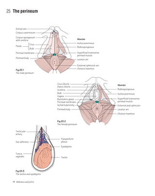 58 Abdomen and pelvis
25 The perineum
Fig.25.3
The testis and epididymis
Fig.25.2
The female perineum
Fig.25.1
The male perineum
Crus clitoris
Glans clitoris
Pampiniform
plexus
Epididymis
Testis
Testicular
artery
Vas deferens
Tunica
vaginalis
Bulbospongiosus
Muscles
Ischiocavernosus
Superficial transverse
perineal muscle
External anal sphincter
Levator ani
Gluteus maximus
Urethra
Bulb
Vagina
Bartholin's gland
Perineal membrane
Perineal body
Ischial tuberosity
Bulbospongiosus
Muscles
Ischiocavernosus
Superficial transverse
perineal muscle
External sphincter ani
Levator ani
Gluteus maximus
Dorsal vein
Corpus cavernosum
Corpus spongiosum
with urethra
Penile
Crus
Bulb
Perineal membrane
Perineal body
 