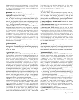 The perineum lies below the pelvic diaphragm. It forms a diamond-
shaped area when viewed from below that can be divided into an anter-
ior urogenital region and a posterior anal region by a line joining the
ischial tuberosities horizontally.
Anal region (Figs 25.1 and 17.2)
The anal region contains the anal canal and ischiorectal fossae.
• Anal canal: is described earlier (p. 43).
• Anal sphincter: comprises external and internal sphincter compon-
ents. The internal anal sphincter is a continuation of the inner circular
smooth muscle of the rectum. The external anal sphincter is a skeletal
muscular tube which, at its rectal end, blends with puborectalis to form
an area of palpable thickening termed the anorectal ring. The compet-
ence of the latter is fundamental to anal continence.
• Ischiorectal fossae: lie on either side of the anal canal. The medial
and lateral walls of the ischiorectal fossa are the levator ani and anal
canal and the obturator internus, respectively. The fossae are ﬁlled with
fat. The anococcygeal body separates the fossae posteriorly; however,
infection in one fossa can spread anteriorly to the contralateral fossa
forming a horseshoe abscess. The pudendal (Alcock’s) canal is a sheath
in the lateral wall of the ischiorectal fossa. It conveys the pudendal
nerve and internal pudendal vessels from the lesser sciatic notch to the
deep perineal pouch (see below). The inferior rectal branches of the
pudendal nerve and internal pudendal vessels course transversely
across the fossa to reach the anus.
Urogenital region
The urogenital region is triangular in shape. The perineal membrane is
a strong fascial layer that is attached to the sides of the urogenital tri-
angle. In the male it is pierced by the urethra and, in females, by the
urethra and vagina.
(a) In the female (Fig. 25.2)
• Vulva: is the term given to the female external genitalia. The mons
pubis is the fatty protuberance overlying the pubic symphysis and
pubic bones. The labia majora are fatty hair-bearing lips that extend
posteriorly from the mons. The labia minora lie internal to the labia
majora and unite posteriorly at the fourchette. Anteriorly, the labia
minora form the prepuce and split to enclose the clitoris. The clitoris
corresponds to the penis in the male. It has a similar structure in that it is
made up of three masses of erectile tissue: the bulb (corresponding to
the penile bulb) and right and left crura covered by similar but smaller
muscles than those in the male. As in the male, these form the contents
of the superﬁcial perineal pouch. The deep perineal pouch, however,
contains the vagina as well as part of the urethra and sphincter urethrae
and internal pudendal vessels. The vestibule is the area enclosed by the
labia minora and contains the urethral and vaginal oriﬁces. Deep to the
posterior aspect of the labia majoris lie Bartholin’s glandsaa pair of
mucus-secreting glands that drain anteriorly. They are not palpable in
health but can become grossly inﬂamed when infected.
• Urethra: is short in the female (3–4 cm). This factor contributes
towards the predisposition to urinary tract infection due to upward
spread of bowel organisms. The urethra extends from the bladder neck
to the external meatus. The meatus lies between the clitoris and vagina.
• Vagina: measures approximately 8–12 cm in length. It is a muscular
tube that passes upwards and backwards from the vaginal oriﬁce. The
cervix projects into the upper anterior aspect of the vagina creating
fornices anteriorly, posteriorly and laterally. Lymph from the upper
vagina drains into the internal and external iliac nodes. Lymph from the
lower vagina drains to the superﬁcial inguinal nodes. The blood supply
to the vagina is from the vaginal artery (branch of the internal iliac
artery) and the vaginal branch of the uterine artery.
(b) In the male (Fig. 25.1)
The external urethral sphincter (striated muscle) lies deep to the per-
ineal membrane within a fascial capsule termed the deep perineal
pouch. In addition to the sphincter, two glands of Cowper are also
contained within the deep pouch. The ducts from these glands pass
forwards to drain into the bulbous urethra. Inferior to the perineal mem-
brane is the superﬁcial perineal pouch which contains the:
• Superﬁcial transverse perineal muscles: run from the perineal
body to the ischial ramus.
• Bulbo-spongiosus muscle: covers the corpus spongiosum. The lat-
ter structure covers the spongy urethra.
• Ischio-cavernosus muscle: arises on each side from the ischial
ramus to cover the corpus cavernosum. It is the engorgement of venous
sinuses within these cavernosa that generate and maintain an erection.
Hence, the penile root comprises a well-vascularized bulb and two
crura which are supplied by branches of the internal pudendal artery.
The erectile penile tissue is enclosed within a tubular fascial sheath. At
the distal end of the penis the corpus spongiosum expands to form the
glans penis. On the tip of the glans the urethra opens as the external
urethral meatus. The foreskin is attached to the glans below the meatus
by a fold of skinathe frenulum.
The scrotum
The skin of the scrotum is thin, rugose and contains many sebaceous
glands. A longitudinal median raphe is visible in the midline. Beneath the
skin lies a thin layer of involuntary dartos muscle. The terminal spermatic
cords, the testes and their epididymes are contained within the scrotum.
Testis and epididymis (Fig. 25.3)
The testes are responsible for spermatogenesis. Their descent to an extra-
abdominal position favours optimal spermatogenesis as the ambient
scrotal temperature is approximately 3°C lower than body temperature.
• Structure: the testis is divided internally by a series of septa into
approximately 200 lobules. Each lobule contains 1–3 seminiferous
tubules which anastomose into a plexus termed the rete testis. Each
tubule is coiled when in situ, but when extended measures approxim-
ately 60 cm. Efferent ducts connect the rete testis to the epididymal
head. They serve to transmit sperm from the testicle to the epididymis.
• The tunica vaginalis, derived from the peritoneum, is a double
covering into which the testis is invaginated.
• The tunica albuginea is a tough ﬁbrous capsule that covers the testis.
• The epididymis lies along the posterolateral and superior borders of
the testicle. The tunica vaginalis covers the epididymis with the
exception of the posterior border.
• The upper poles of both the testis and epididymis bear an appendix
testis and appendix epididymis (hydatid of Morgagni), respectively.
• Blood supply: is from the testicular artery (a branch of the abdom-
inal aorta, p. 32). Venous drainage from the testicle is to the pampini-
form plexus of veins. The latter plexus lies within the spermatic cord
but coalesces to form a single vein at the internal ring. The left testicu-
lar vein drains to the left renal vein whereas the right testicular vein
drains directly to the inferior vena cava.
• Lymphatic drainage: is to the para-aortic lymph nodes.
• Nerve supply: is from T10 sympathetic ﬁbres via the renal and aortic
plexuses.
The perineum 59
 