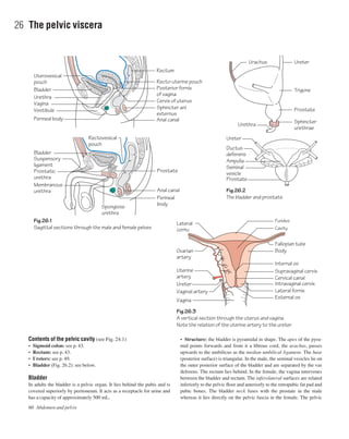 60 Abdomen and pelvis
26 The pelvic viscera
Contents of the pelvic cavity (see Fig. 24.1)
• Sigmoid colon: see p. 43.
• Rectum: see p. 43.
• Ureters: see p. 49.
• Bladder (Fig. 26.2): see below.
Bladder
In adults the bladder is a pelvic organ. It lies behind the pubis and is
covered superiorly by peritoneum. It acts as a receptacle for urine and
has a capacity of approximately 500 mL.
• Structure: the bladder is pyramidal in shape. The apex of the pyra-
mid points forwards and from it a ﬁbrous cord, the urachus, passes
upwards to the umbilicus as the median umbilical ligament. The base
(posterior surface) is triangular. In the male, the seminal vesicles lie on
the outer posterior surface of the bladder and are separated by the vas
deferens. The rectum lies behind. In the female, the vagina intervenes
between the bladder and rectum. The inferolateral surfaces are related
inferiorly to the pelvic ﬂoor and anteriorly to the retropubic fat pad and
pubic bones. The bladder neck fuses with the prostate in the male
whereas it lies directly on the pelvic fascia in the female. The pelvic
Body
Internal os
Supravaginal cervix
Intravaginal cervix
Cervical canal
Lateral fornix
External os
Vagina
Fallopian tube
Bladder
Spongiose
urethra
Ureter
Vaginal artery
Uterine
artery
Ovarian
artery
Lateral
cornu
Rectovesical
pouch
Cavity
Fundus
Fig.26.3
A vertical section through the uterus and vagina.
Note the relation of the uterine artery to the ureter
Fig.26.1
Sagittal sections through the male and female pelves
Prostate
Ureter
Ductus
deferens
Seminal
vesicle
Urachus
Fig.26.2
The bladder and prostate
Ampulla
Prostate
Urethra
Trigone
Ureter
Sphincter
urethrae
Prostate
Rectum
Uterovesical
pouch Recto-uterine pouch
Anal canal
Perineal
body
Prostatic
urethra
Membranous
urethra
Suspensory
ligament
Bladder
Urethra
Vagina
Vestibule
Perineal body
Posterior fornix
of vagina
Cervix of uterus
Sphincter ani
externus
Anal canal
 