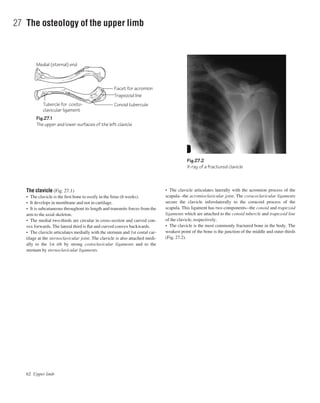 The clavicle (Fig. 27.1)
• The clavicle is the ﬁrst bone to ossify in the fetus (6 weeks).
• It develops in membrane and not in cartilage.
• It is subcutaneous throughout its length and transmits forces from the
arm to the axial skeleton.
• The medial two-thirds are circular in cross-section and curved con-
vex forwards. The lateral third is ﬂat and curved convex backwards.
• The clavicle articulates medially with the sternum and 1st costal car-
tilage at the sternoclavicular joint. The clavicle is also attached medi-
ally to the 1st rib by strong costoclavicular ligaments and to the
sternum by sternoclavicular ligaments.
62 Upper limb
27 The osteology of the upper limb
Fig.27.1
The upper and lower surfaces of the left clavicle
Fig.27.2
X-ray of a fractured clavicle
Facet for acromion
Medial (sternal) end
Trapezoid line
Tubercle for costo-
clavicular ligament
Conoid tubercule
• The clavicle articulates laterally with the acromion process of the
scapulaathe acromioclavicular joint. The coracoclavicular ligaments
secure the clavicle inferolaterally to the coracoid process of the
scapula. This ligament has two componentsathe conoid and trapezoid
ligaments which are attached to the conoid tubercle and trapezoid line
of the clavicle, respectively.
• The clavicle is the most commonly fractured bone in the body. The
weakest point of the bone is the junction of the middle and outer thirds
(Fig. 27.2).
 