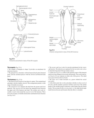 • The greater and lesser tubercles provide attachment for the rotator
cuff muscles. The tubercles are separated by the intertubercular sulcus
in which the long head of biceps tendon courses.
• A faint spiral groove is visible on the posterior aspect of the humeral
shaft traversing obliquely downwards and laterally. The medial and lat-
eral heads of triceps originate on either side of this groove. The radial
nerve passes between the two heads.
• The ulnar nerve winds forwards in a groove behind the medial
epicondyle.
• At the elbow joint: the trochlea articulates with the trochlear notch of
the ulna; and the rounded capitulum with the radial head. The medial
border of the trochlea projects inferiorly a little further than the lateral
border. This accounts for the carrying angle, i.e. the slight lateral angle
made between the arm and forearm when the elbow is extended.
The osteology of the upper limb 63
The scapula (Fig. 27.3)
• The scapula is triangular in shape. It provides an attachment for
numerous muscles.
• The glenoid fossa articulates with the humeral head (gleno-humeral
joint), and the acromion process with the clavicle (acromioclavicular
joint).
The humerus (Fig. 27.4)
• The humeral head consists of one third of a sphere. The rounded head
articulates with the shallow glenoid. This arrangement permits a wide
range of shoulder movement.
• The anatomical neck separates the head from the greater and lesser
tubercles. The surgical neck lies below the anatomical neck between
the upper end of the humerus and shaft. The axillary nerve and cir-
cumﬂex vessels wind around the surgical neck of the humerus. These
are at risk of injury in shoulder dislocations and humeral neck fractures
(see Fig. 34.3).
Fig.27.3
Posterior and anterior views of the left scapula
Fig.27.4
Anterior and posterior views of the left humerus
Acromion
Coracoid processSuperior angle
Medial border
Greater tubercle
Glenoid fossa
Acromion
Spine Head
Supraspinous
fossa
Infraspinous
fossa
Suprascapular notch
Spinoglenoid notch
Intertubercular
sulcus
Medial
supracondylar
ridge
Medial
epicondyle
Lesser
tubercle
Subscapular fossa
Lateral border
Anatomical
neck
Surgical
neck
Deltoid
tuberosity
Spiral
groove
Olecranon
fossa
Trochlea
Capitulum
 