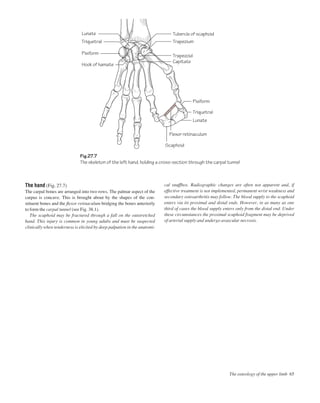 The hand (Fig. 27.7)
The carpal bones are arranged into two rows. The palmar aspect of the
carpus is concave. This is brought about by the shapes of the con-
stituent bones and the ﬂexor retinaculum bridging the bones anteriorly
to form the carpal tunnel (see Fig. 38.1).
The scaphoid may be fractured through a fall on the outstretched
hand. This injury is common in young adults and must be suspected
clinically when tenderness is elicited by deep palpation in the anatomi-
cal snuffbox. Radiographic changes are often not apparent and, if
effective treatment is not implemented, permanent wrist weakness and
secondary osteoarthritis may follow. The blood supply to the scaphoid
enters via its proximal and distal ends. However, in as many as one
third of cases the blood supply enters only from the distal end. Under
these circumstances the proximal scaphoid fragment may be deprived
of arterial supply and undergo avascular necrosis.
The osteology of the upper limb 65
Fig.27.7
The skeleton of the left hand, holding a cross-section through the carpal tunnel
Triquetral
Lunate Tubercle of scaphoid
Hook of hamate
Pisiform
Trapezium
Pisiform
Triquetral
Flexor retinaculum
Scaphoid
Lunate
Trapezoid
Capitate
 