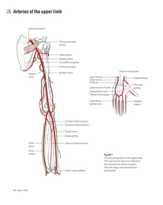 66 Upper limb
28 Arteries of the upper limb
Flexor carpi radialis
Radial artery
Ulnar
nerve
Radialis
indicis
Radial artery
Princeps
pollicis
Ulnar
artery
Deep palmar arch
Palmar metacarpal
Superficial
palmar arch
Ulnar artery
Ulnar nerve
Pisiform
Deep branch of ulnar
Flexor retinaculum
Lateral thoracic
Radial
nerve
Radial nerve
Common interosseous
Posterior interosseous
Anterior interosseous
Median nerve
Profunda brachii
Circumflex scapular
Axillary nerve
Subscapular
Thoracoacromial
artery
Fig.28.1
The arterial system of the upper limb.
The main nerves that are related to
the arteries are shown in green.
Only the major arterial branches
are labelled
 