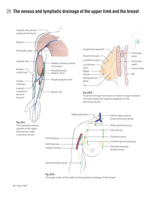 68 Upper limb
29 The venous and lymphatic drainage of the upper limb and the breast
Fig. 29.2
The lymph nodes of the axilla and the lymphatic drainage of the breast
Fig. 29.3
A section through the breast to show its major relations.
The inset shows the radial arrangement of the
lactiferous ducts
Fig. 29.1
The superficial venous
system of the upper
limb and two major
cutaneous nerves
Cephalic vein pierces
clavipectoral fascia
Deltoid
Pectoralis major
Pectoralis
minor
Pectoralis
major
Cephalic vein
Median
cubital vein
Tendon
of biceps
Lateral
cutaneous
nerve of
forearm
Medial cutaneous nerve
of forearm
Brachial artery
Median nerve
Bicipital aponeurosis
Basilic vein
Right lymph duct
Lateral group
Central group
Axillary vessels
Supratrochlear group
Inferior deep cervical
(supraclavicular) group
Delto-pectoral group
Apical group
Posterior group
Anterior (pectoral) group
Parasternal group
(inside chest)
Suspensory ligament
Intercostals
Rib
Alveoli of breast
Lactiferous duct
Lactiferous
sinus
Nipple
Areola
Montgomery's
gland
Fat
 