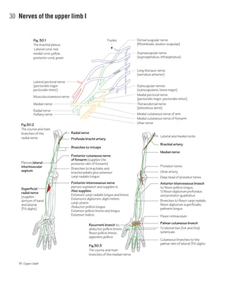 70 Upper limb
30 Nerves of the upper limb I
Fig. 30.1
The brachial plexus.
Lateral cord, red;
medial cord, yellow;
posterior cord, green
Dorsal scapular nerve
(Rhomboids, levator scapulae)
Trunks
Upper
Middle
Lower
Suprascapular nerve
(supraspinatus, infraspinatus)
Long thoracic nerve
(serratus anterior)
Medial pectoral nerve
(pectoralis major, pectoralis minor)
Thoracodorsal nerve
(latissimus dorsi)
Medial cutaneous nerve of arm
Subscapular nerves
(subscapularis, teres major)
Lateral pectoral nerve
(pectoralis major
pectoralis minor)
Musculocutaneous nerve
Radial nerve
Axillary nerve
Radial nerve
Profunda brachii artery
Branches to triceps
Pierces lateral
intermuscular
septum
Superficial
radial nerve
(supplies
dorsum of hand
and lateral
31/2 digits)
Posterior cutaneous nerve
of forearm (supplies the
posterior skin of forearm)
Branches to brachialis and
brachioradialis plus extensor
carpi radialis longus
Posterior interosseous nerve
pierces supinator and supplies it.
Also supplies:
Extensor carpi radialis longus and brevis
Extensors digitorum, digiti minimi,
carpi ulnaris
Abductor pollicis longus
Extensor pollicis brevis and longus
Extensor indicis
Medial cutaneous nerve of forearm
Ulnar nerve
Median nerve
Fig.30.2
The course and main
branches of the
radial nerve
Fig.30.3
The course and main
branches of the median nerve
Lateral and medial roots
Brachial artery
Median nerve
Pronator teres
Ulnar artery
Flexor retinaculum
Anterior interosseous branch
to flexor pollicis longus,
1/2flexor digitorum profundus
and pronator quadratus
Branches to flexor carpi radialis
flexor digitorum superficialis,
palmaris longus
Palmar cutaneous branch
To lateral two (1st and 2nd)
lumbricals
Recurrent branch to;
abductor pollicis brevis,
flexor pollicis brevis,
opponens pollicis
Cutaneous branches to the
palmar skin of lateral 31/2 digits
Deep head of pronator teres
 