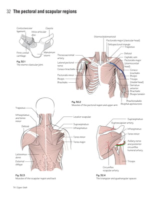 74 Upper limb
32 The pectoral and scapular regions
Fig. 32.3
Muscles of the scapular region and back
Fig. 32.4
The triangular and quadrangular spaces
Fig. 32.2
Muscles of the pectoral region and upper arm
Fig. 32.1
The sterno-clavicular joint
Supraspinatus
Axillary nerve
and posterior
circumflex
humeral artery
Teres minor
Triceps
Circumflex
scapular artery
Suprascapular artery
Deltopectoral triangle
Sternocleidomastoid
Cephalic vein
Thoracoacromial
artery
Lateral pectoral
nerve
Pectoralis minor
Pectoralis major (clavicular head)
Deltoid
Pectoralis major
(sternocostal
head)
Coraco-
brachialis
Biceps
Triceps
(medial head)
Serratus
anterior
Brachialis
Trapezius
Costoclavicular
ligament Intra-articular
disc
Manubrium
sterni
First costal
cartilage
Clavicle
Biceps
Brachialis
Coraco-brachialis
Levator scapulae
Supraspinatus
Infraspinatus
Teres minor
Teres major
Latissimus
dorsi
Infraspinatus
and teres
minor
External
oblique
Infraspinatus
Deltoid
Trapezius
Biceps tendon
Brachioradialis
Bicipital aponeurosis
 