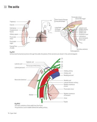 76 Upper limb
33 The axilla
Fig.33.1
Vertical and horizontal sections through the axilla; the planes of the sections are shown in the central diagram
Fig.33.2
The main contents of the axilla from the front.
The posterior cord is hidden behind the axillary artery
Short head of biceps
Coracobrachialis
Pectoralis minor
Pectoralis major
Serratus anterior
C5
C6
C7
C8
T1
Subscapularis
Lateral cord
Lateral cord
Lateral pectoral
Axillary artery
Medial cord
Axillary vein
Posterior cord
Latissimus
dorsi (tendon)
Trapezius
Clavicle
Subclavius
Clavipectoral
fascia
Axillary space
Pectoralis
minor
Musculocutaneous
Pectoralis
major
Fascial floor
of axilla
Thoracoacromial artery
Median
Long head
of biceps
(tendon)
Chest wall
Axillary artery
Axillary vein
Medial pectoral
Medial cord
Lateral thoracic artery
Medial cutaneous
of arm
Pectoralis minor
Medial cutaneous
of forearm
Ulnar
Radial
Cephalic vein
 