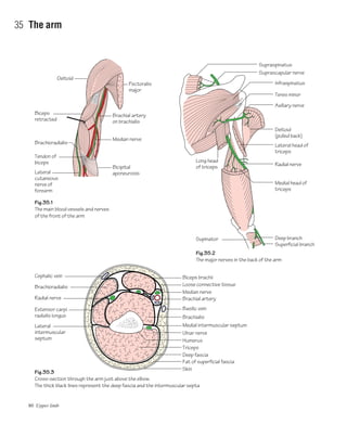 80 Upper limb
35 The arm
Pectoralis
major
Deltoid
Brachial artery
on brachialis
Median nerve
Biceps
retracted
Fig.35.1
The main blood vessels and nerves
of the front of the arm
Fig.35.3
Cross-section through the arm just above the elbow.
The thick black lines represent the deep fascia and the intermuscular septa
Fig.35.2
The major nerves in the back of the arm
Bicipital
aponeurosis
Axillary nerve
Teres minor
Infraspinatus
Deltoid
(pulled back)
Lateral head of
triceps
Radial nerve
Deep branch
Superficial branch
Medial head of
triceps
Suprascapular nerve
Long head
of triceps
Supinator
Supraspinatus
Loose connective tissue
Median nerve
Brachial artery
Basilic vein
Brachialis
Medial intermuscular septum
Ulnar nerve
Humerus
Deep fascia
Triceps
Fat of superficial fascia
Skin
Biceps brachiiCephalic vein
Brachioradialis
Radial nerve
Extensor carpi
radialis longus
Lateral
intermuscular
septum
Brachioradialis
Tendon of
biceps
Lateral
cutaneous
nerve of
forearm
 