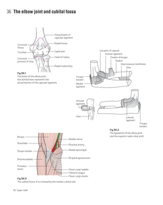 82 Upper limb
36 The elbow joint and cubital fossa
Fig.36.1
The bones of the elbow joint;
the dotted lines represent the
attachments of the capsular ligament
Fig.36.2
The ligaments of the elbow joint
and the superior radio-ulnar joint
Fig.36.3
The cubital fossa. It is crossed by the median cubital vein
Radial fossa
Capitulum
Coronoid
fossa
Trochlea
Coronoid
process of ulna
Head of radius
Radial tuberosity
Triceps
tendon
Lax part of capsule
Attachment of
capsular ligament
Medial
ligament
Biceps
Brachialis
Biceps tendon
Brachioradialis
Pronator
teres
Ulna
Annular
ligament
Annular ligament
Tendon of biceps
Radius
Interosseous membrane
Ulna
Triceps
tendon
Lateral
ligament
Median nerve
Brachial artery
Medial epicondyle
Bicipital aponeurosis
Flexor carpi radialis
Palmaris longus
Flexor carpi ulnaris
 