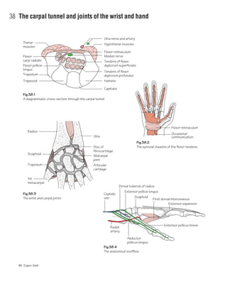 86 Upper limb
38 The carpal tunnel and joints of the wrist and hand
First dorsal interosseous
Extensor expansion
Vein
Ulna
Midcarpal
joint
Radius
Scaphoid
Trapezium
1st
metacarpal
Cephalic
vein
Radial
artery
Scaphoid
Dorsal tubercle of radius
Extensor pollicis longus
Extensor pollicus brevis
Abductor
pollicus longus
Articular
cartilage
Trapezoid
Capitate
Hamate
Median nerve
Flexor retinaculum
Hypothenar musclesThenar
muscles
Ulna nerve and artery
Fig.38.1
A diagrammatic cross-section through the carpal tunnel
Fig.38.2
The synovial sheaths of the flexor tendons
Fig.38.3
The wrist and carpal joints
Fig.38.4
The anatomical snuffbox
Tendons of flexor
digitorum superficialis
Tendons of flexor
digitorum profundusTrapezium
Flexor
carpi radialis
Flexor pollicis
longus
Flexor retinaculum
Occasional
communication
Disc of
fibrocartilage
 
