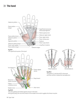 88 Upper limb
39 The hand
Fig.39.1
The superficial muscles of the hand
Fig.39.2
The palmar (L.) and dorsal (R.) interossei
and their actions in abduction and adduction
Fig.39.3
The ulnar (yellow) and median (green) nerves in the hand.
Note particularly the recurrent branch of the median nerve which supplies the thenar muscles
Abductor pollicis longus
Opponens pollicis
Abductor pollicis
brevis
Flexor pollicis brevis
Flexor pollicis
longus
Adductor pollicis
Flexor carpi radialis
Flexor pollicis longus
Superficial transverse
metacarpal ligament
Palmar aponeurosis
Flexor digiti minimi
Flexor retinaculum
Pisiform
Flexor carpi ulnaris
Abductor digiti minimi
Long flexor tendons
Palmar (adduct) Dorsal (abduct)
Median nerve
1st lumbrical
Ulnar nerve
Deep branch
Palmar digital
nerves
Palmar
cutaneous nerve
Branch to
thenar muscles
Palmaris longus
 