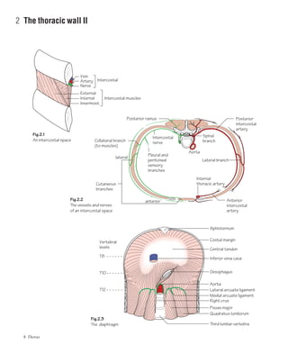 8 Thorax
2 The thoracic wall II
Vein
Artery
Nerve
External
Internal Intercostal muscles
Intercostal
Innermost
Xiphisternum
Internal
thoracic artery
Lateral branch
lateral
anterior
Cutaneous
branches
Pleural and
peritoneal
sensory
branches
Intercostal
nerve
Posterior ramus Posterior
intercostal
artery
Anterior
intercostal
artery
Aorta
Spinal
branch
Costal margin
Central tendon
Inferior vena cava
Oesophagus
Aorta
T8
Vertebral
levels
Lateral arcuate ligament
Medial arcuate ligament
Right crus
Psoas major
Quadratus lumborum
Third lumbar vertebra
Fig.2.1
An intercostal space
Fig.2.3
The diaphragm
Fig.2.2
The vessels and nerves
of an intercostal space
T10
T12
Collateral branch
(to muscles)
 