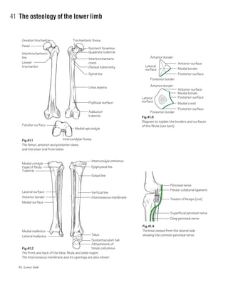 92 Lower limb
41 The osteology of the lower limb
Greater trochanter
Fig.41.1
The femur, anterior and posterior views
and the lower end from below
Fig.41.2
The front and back of the tibia, fibula and ankle region.
The interosseous membrane and its openings are also shown
Fig.41.4
The knee viewed from the lateral side
showing the common peroneal nerve
Fig.41.3
Diagram to explain the borders and surfaces
of the fibula (see text)
Head
Medial condyle
Head of fibula
Tubercle
Intercondyle eminence
Epiphyseal line
Soleal line
Vertical line
Fibular collateral ligament
Tendon of biceps (cut)
Superficial peroneal nerve
Deep peroneal nerve
Peroneal nerve
Interosseous membrane
Talus
Sustentaculum tali
Attachment of
tendo calcaneus
Lateral surface
Anterior border
Medial surface
Medial malleolus
Lateral malleolus
Intertrochanteric
line
Trochanteric fossa
Quadrate tubercle
Nutrient foramina
Intertrochanteric
crest
Gluteal tuberosity
Spiral line
Linea aspera
Popliteal surface
Adductor
tubercle
Lesser
trochanter
Medial epicondyle
Intercondylar fossa
Medial crest
Posterior surface
Posterior surface
Medial border
Anterior surface
Posterior surface
Lateral
surface
Lateral
surface
Medial border
Anterior surface
Posterior border
Anterior border
Anterior border
Posterior border
Patellar surface
 