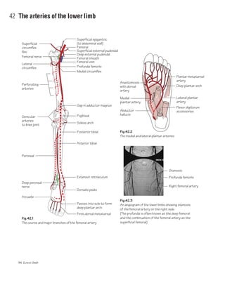 94 Lower limb
42 The arteries of the lower limb
Superficial external pudendal
Deep external pudendal
Profunda femoris
Medial circumflex
Superficial epigastric
(to abdominal wall)
Fig.42.1
The course and major branches of the femoral artery
Fig.42.2
The medial and lateral plantar arteries
Femoral sheath
Femoral vein
Gap in adductor magnus
Popliteal
Soleus arch
Posterior tibial
Anterior tibial
Dorsalis pedis
Extensor retinaculum
Passes into sole to form
deep plantar arch
First dorsal metatarsal
Arcuate
Peroneal
Anastomosis
with dorsal
artery
Medial
plantar artery
Abductor
hallucis
Flexor digitorum
accessorius
Lateral plantar
artery
Deep plantar arch
Plantar metatarsal
artery
Deep peroneal
nerve
Genicular
arteries
to knee joint
Perforating
arteries
Lateral
circumflex
Femoral nerve
Superficial
circumflex
iliac
Femoral
Fig.42.3
An angiogram of the lower limbs showing stenosis
of the femoral artery on the right side.
(The profunda is often known as the deep femoral
and the continuation of the femoral artery as the
superficial femoral)
Stenosis
Right femoral artery
Profunda femoris
 