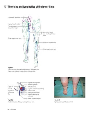96 Lower limb
43 The veins and lymphatics of the lower limb
Popliteal lymph nodes
From lower abdomen
Inguinal lymph nodes
From perineum
and gluteal region
Great saphenous vein
Short saphenous vein
Fig.43.1
The superficial veins and lymphatics of the lower limb.
The arrows indicate the direction of lymph flow
Fig.43.3
Lymphoedema of the lower limb
Vein linking great
and small saphenous
veins
Fig.43.2
The termination of the great saphenous vein
Superficial epigastric
Superficial external
pudendal
Edge of saphenous opening
Great saphenous vein
Superficial
circumflex
iliac
Femoral
artery
Pubic tubercle
Femoral vein
Deep fascia of thigh
Inguinal ligament
 