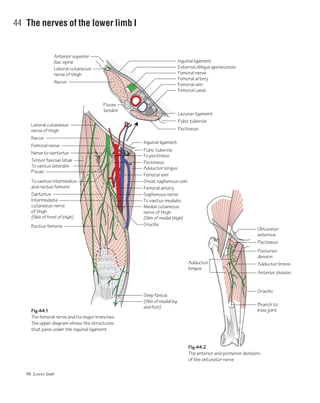 98 Lower limb
44 The nerves of the lower limb I
Inguinal ligament
Pubic tubercle
Adductor longus
Femoral vein
Great saphenous vein
Femoral artery
Gracilis
Saphenous nerve
To vastus medialis
Deep fascia
(Skin of medial leg
and foot)
Lateral cutaneous
nerve of thigh
Tensor fasciae latae
Femoral nerve
Iliacus
Psoas
Pectineus
Sartorius
Rectus femoris
Nerve to sartorius
Fig.44.1
The femoral nerve and its major branches.
The upper diagram shows the structures
that pass under the inguinal ligament
Fig.44.2
The anterior and posterior divisions
of the obturator nerve
Inguinal ligament
External oblique aponeurosis
Femoral nerve
Femoral artery
Femoral vein
Femoral canal
Pectineus
Pubic tubercle
Lacunar ligament
To pectineus
Branch to
knee joint
Gracilis
Anterior division
Adductor
longus
Adductor brevis
Posterior
division
Pectineus
Obturator
externus
Lateral cutaneous
nerve of thigh
Anterior superior
iliac spine
Iliacus
Psoas
tendon
To vastus lateralis
To vastus intermedius
and rectus femoris
Medial cutaneous
nerve of thigh
(Skin of medial thigh)
Intermediate
cutaneous nerve
of thigh
(Skin of front of thigh)
 