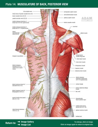 Anatomy atlas | PDF