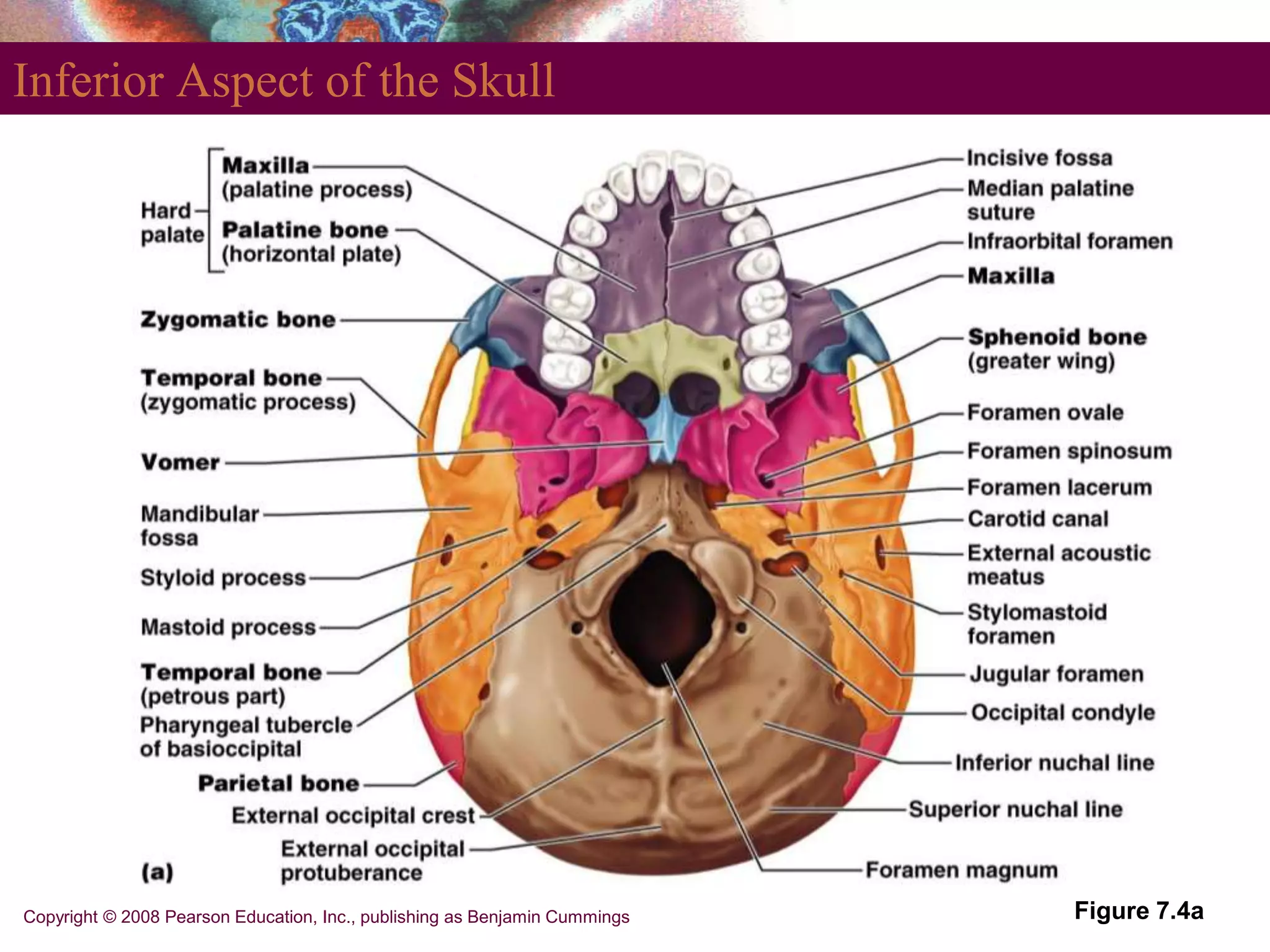 anatomy_axial_skeleton_pearson.ppt