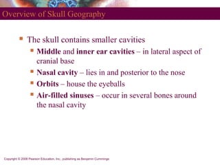 Copyright © 2008 Pearson Education, Inc., publishing as Benjamin Cummings
Overview of Skull Geography
 The skull contains...