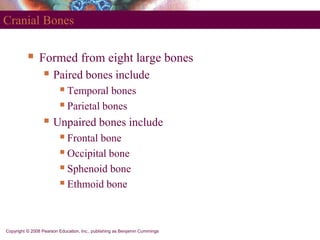 Copyright © 2008 Pearson Education, Inc., publishing as Benjamin Cummings
Cranial Bones
 Formed from eight large bones
 ...