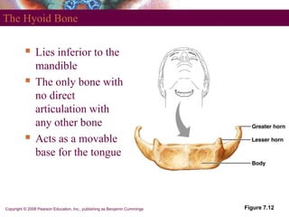 Copyright © 2008 Pearson Education, Inc., publishing as Benjamin Cummings Figure 7.12
The Hyoid Bone
 Lies inferior to th...