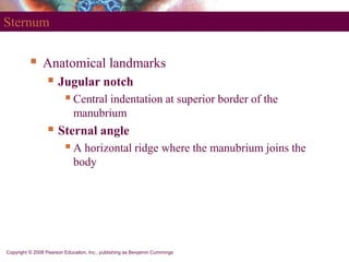 Copyright © 2008 Pearson Education, Inc., publishing as Benjamin Cummings
Sternum
 Anatomical landmarks
 Jugular notch
...