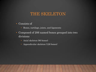 anatomy axial skeleton VAN.ppt