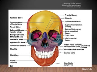 anatomy axial skeleton VAN.ppt