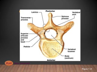 anatomy axial skeleton VAN.ppt