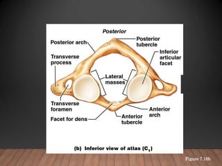anatomy axial skeleton VAN.ppt