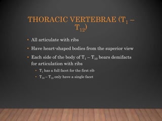 anatomy axial skeleton VAN.ppt