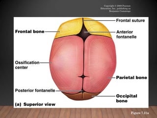 anatomy axial skeleton VAN.ppt