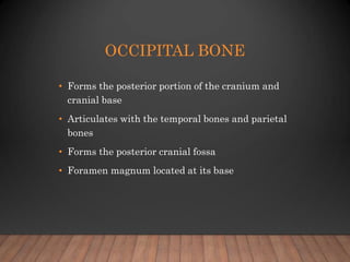 OCCIPITAL BONE
• Forms the posterior portion of the cranium and
cranial base
• Articulates with the temporal bones and par...