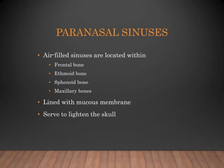 PARANASAL SINUSES
• Air-filled sinuses are located within
• Frontal bone
• Ethmoid bone
• Sphenoid bone
• Maxillary bones
...