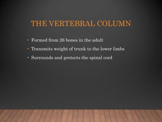 THE VERTEBRAL COLUMN
• Formed from 26 bones in the adult
• Transmits weight of trunk to the lower limbs
• Surrounds and pr...