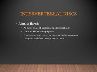 INTERVERTEBRAL DISCS
• Annulus fibrosis
• An outer collar of ligaments and fibrocartilage
• Contains the nucleus pulposus
...