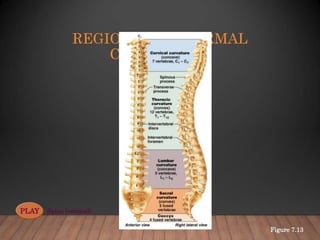 REGIONS AND NORMAL
CURVATURES
Figure 7.13
PLAY Spine (vertical)
 