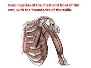 Deep muscles of the chest and front of the
arm, with the boundaries of the axilla.
 