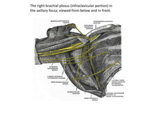 The right brachial plexus (infraclavicular portion) in
the axillary fossa; viewed from below and in front.
 