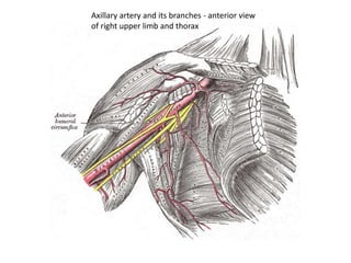 Axillary artery and its branches - anterior view
of right upper limb and thorax
 